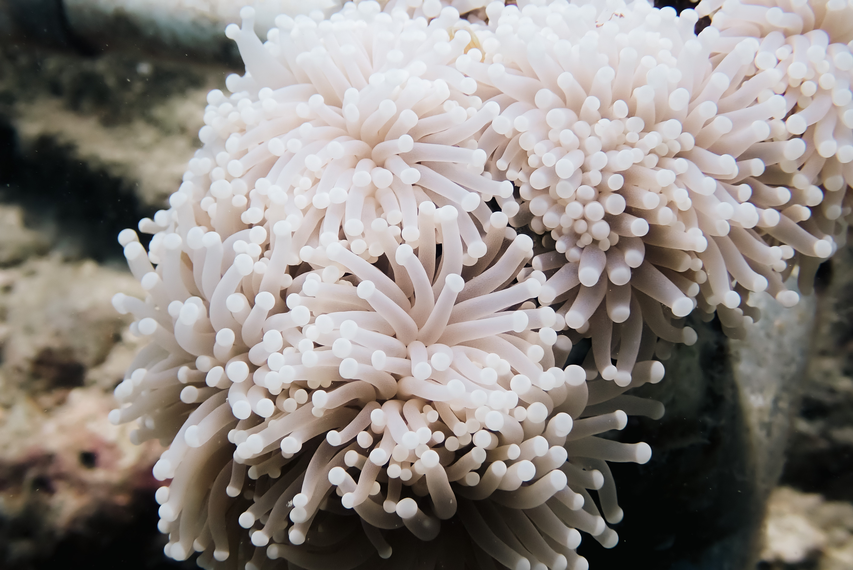 Close-up of a Large Polyp Stony coral