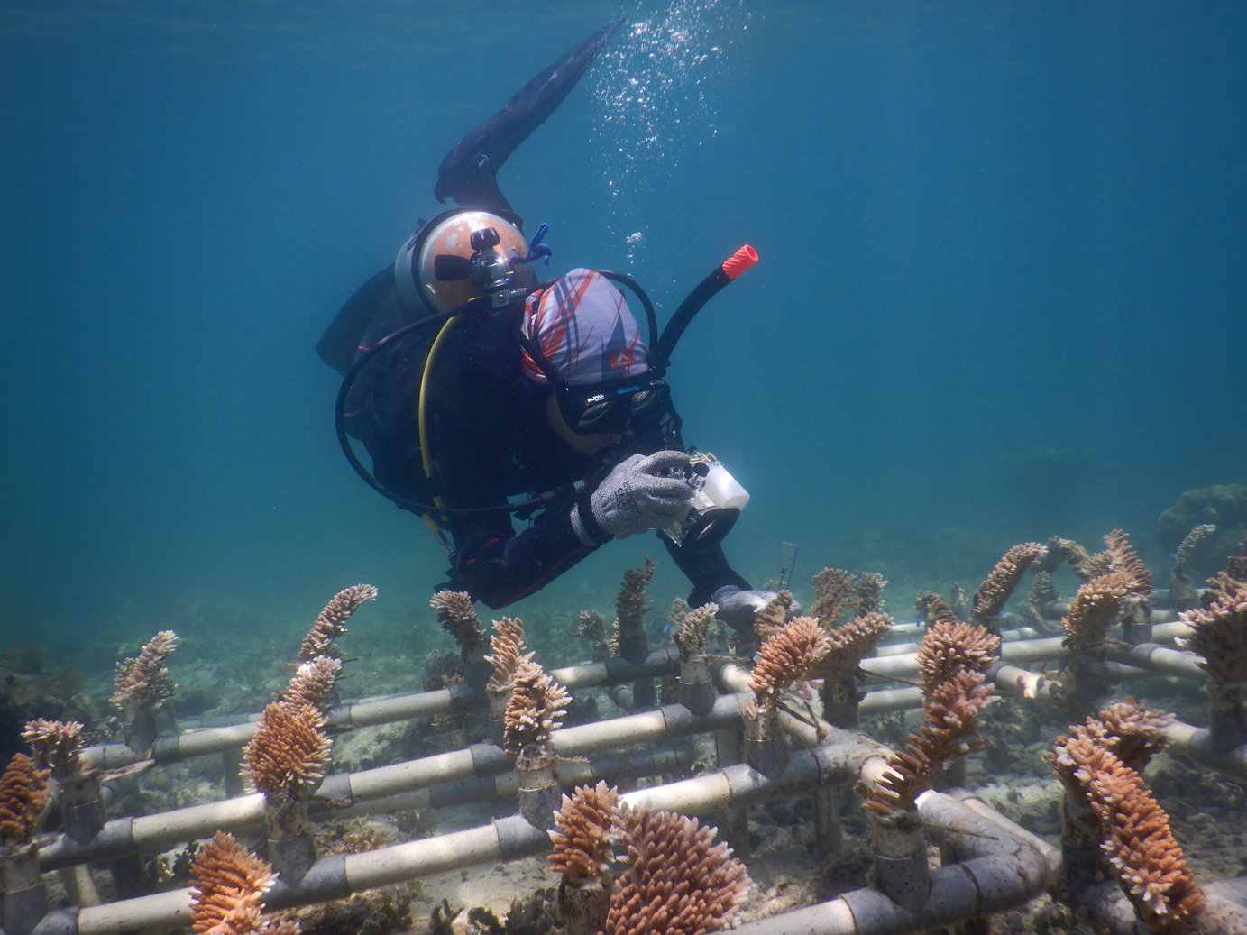 Diver performing underwater photogrammetry on a coral nursery