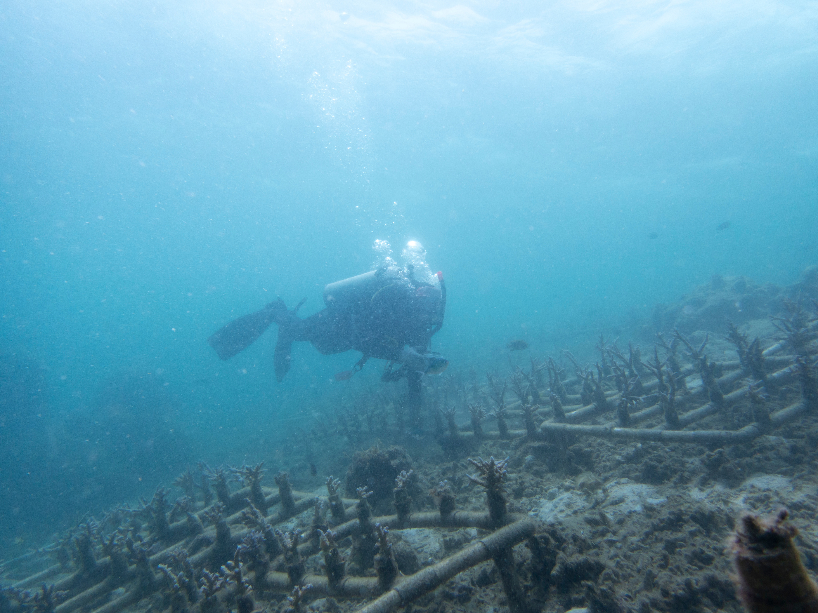 Diver over an LPS coral restoration nursery field